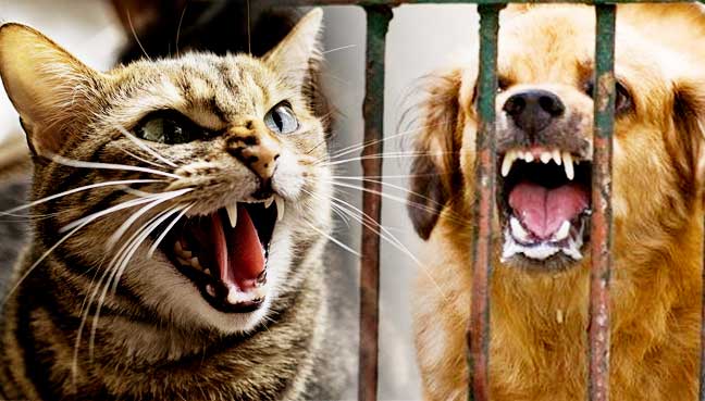 Peringati Hari Rabies Sedunia, DPPP Palopo Sterilisasi 20 Ekor Kucing