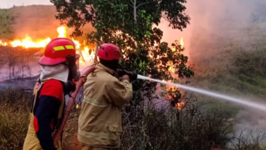 Damkar Luwu Timur menangani lima kebakaran lahan di tiga kecamatan serta satu kebakaran rumah dalam rentang Minggu hingga Senin dini hari (Sumber: Ist)